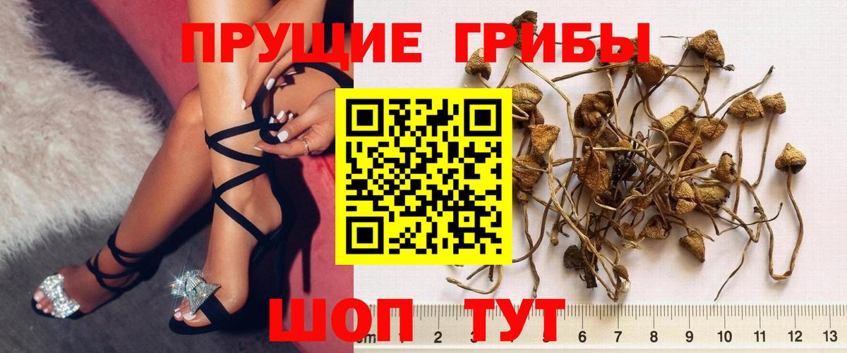 Галлюциногенные грибы Cubensis Ессентуки